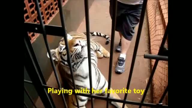 Cataract Surgery in a Bengal Tiger 